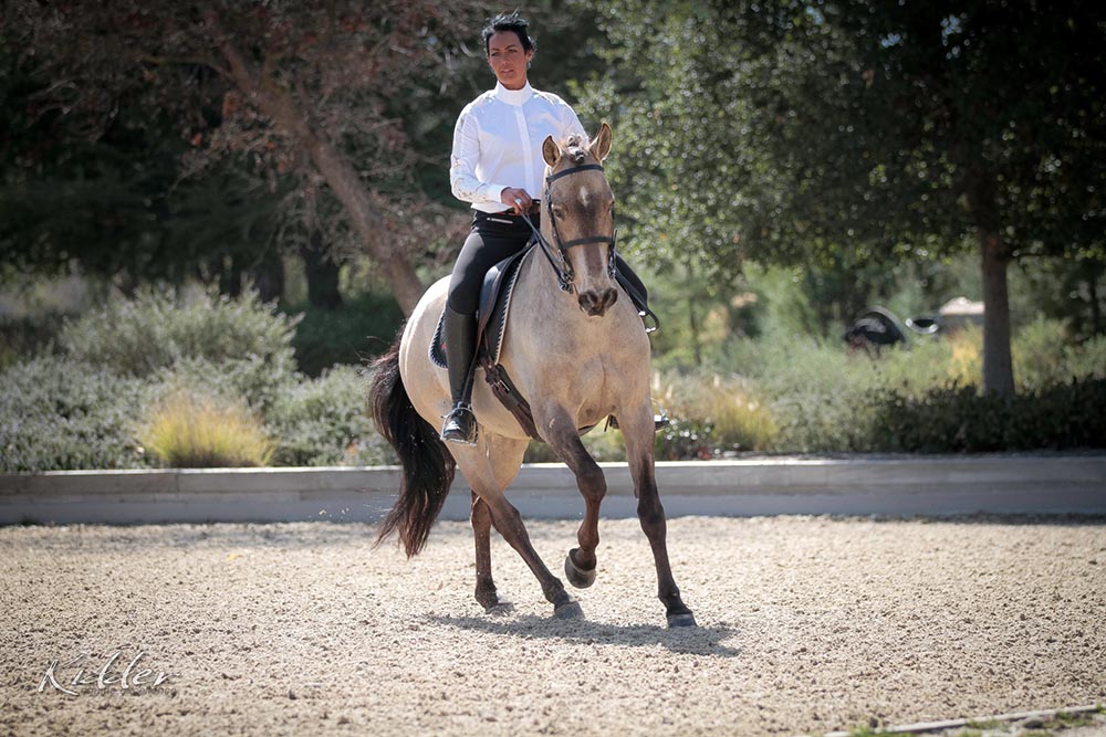 Andalusian World Cup Working Equitation - Cossaco and Jill Barron